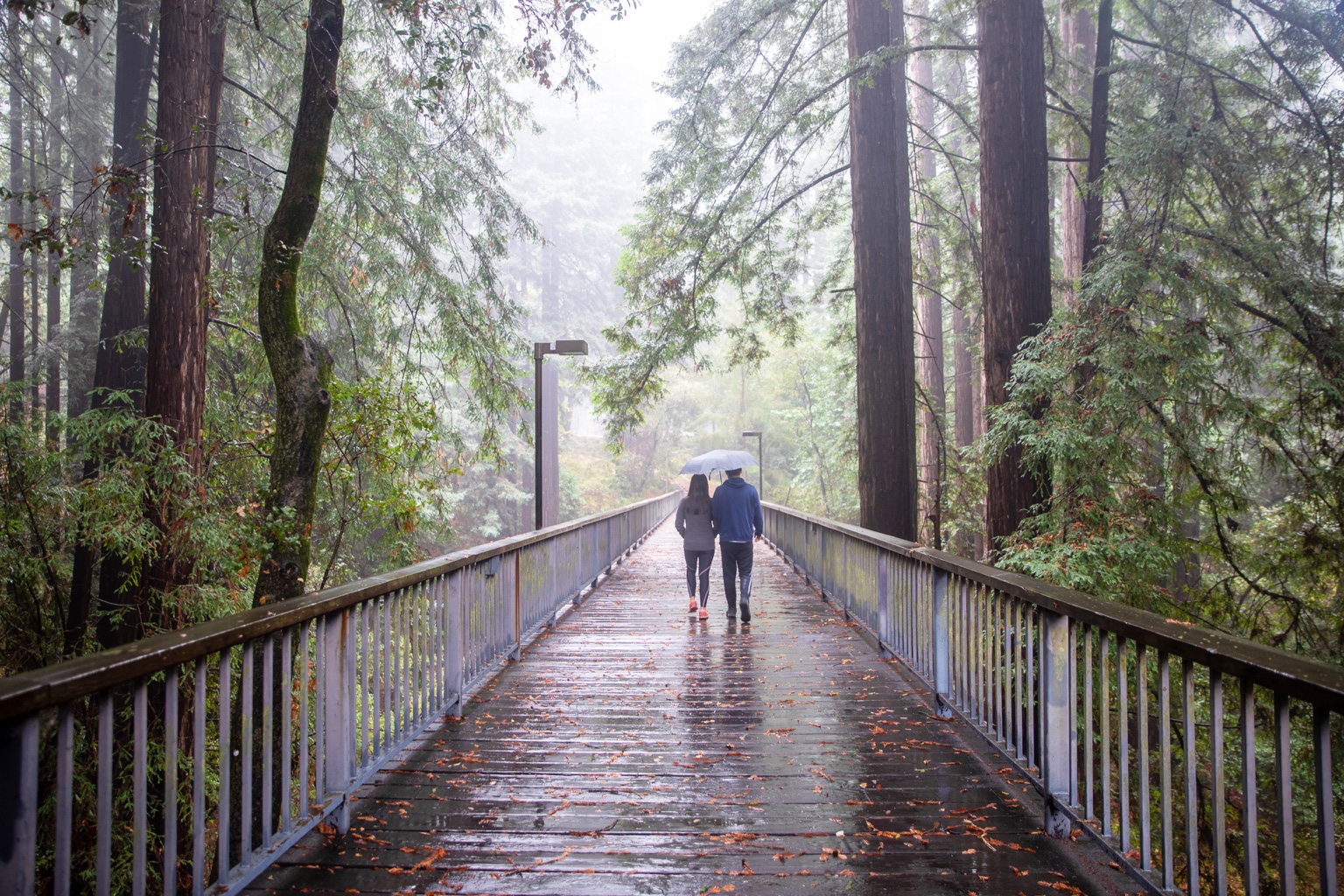 Rainy pedestrian bridge surrounded by redwood trees at UC Santa Cruz